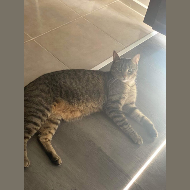 Photo of Alfie Meet Me@Mornington Petstock On Nepean Hwy