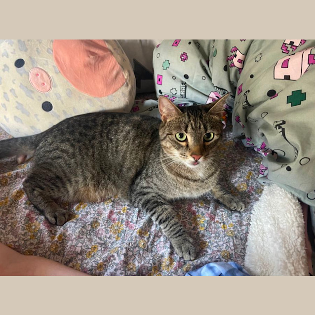 Photo of Alfie Meet Me@Mornington Petstock On Nepean Hwy