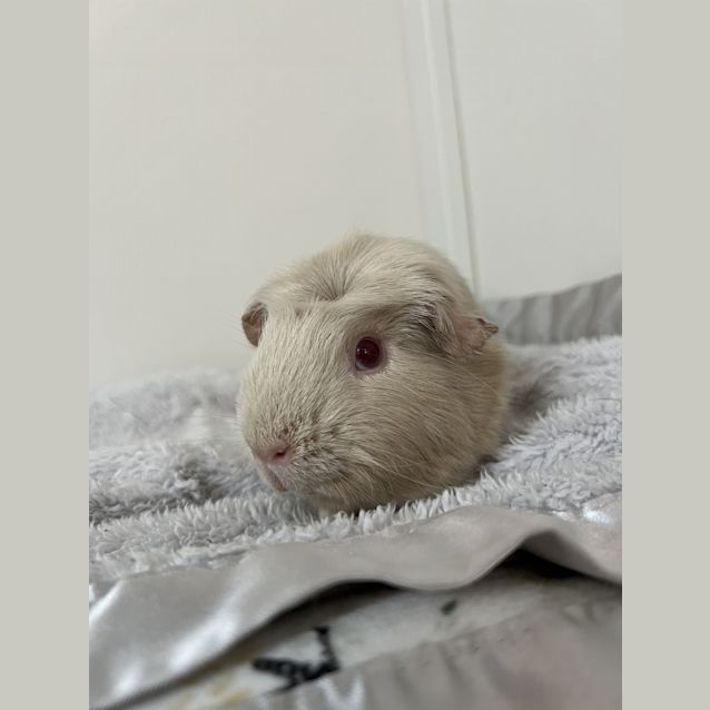 Photo of Nosey (Guinea Pig 18)
