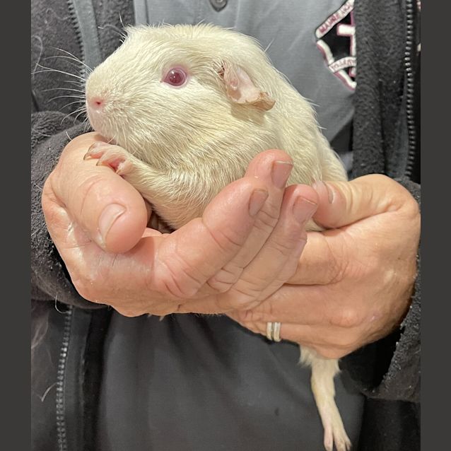 Photo of Nosey (Guinea Pig 18)