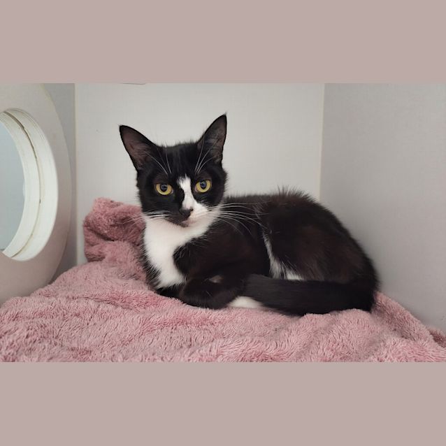 Photo of Bellatrix