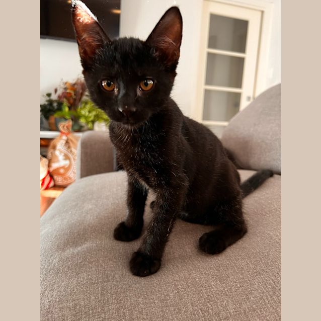 Photo of Dexter