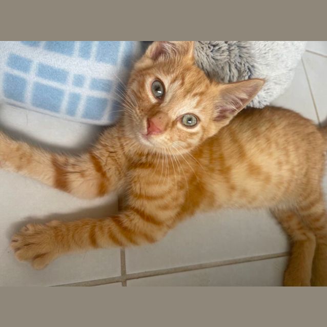 Photo of Baker ~Meet Me @Pe Tstock Mornington Central 8/1/23