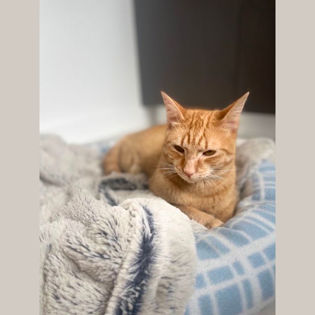 Photo of Samson ~ Meet @Pe Tstock Mornington Central 8/1/23