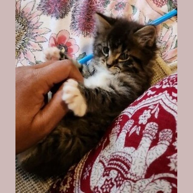 Photo of Levi (Was Jalapeño)