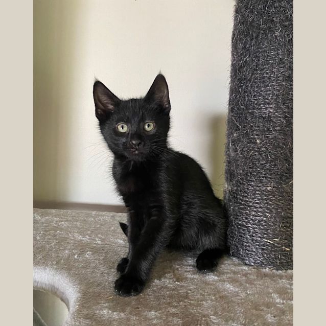 Photo of Alvin**2nd Chance Cat Rescue**