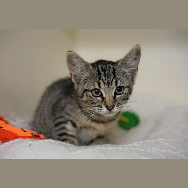 Photo of Callie