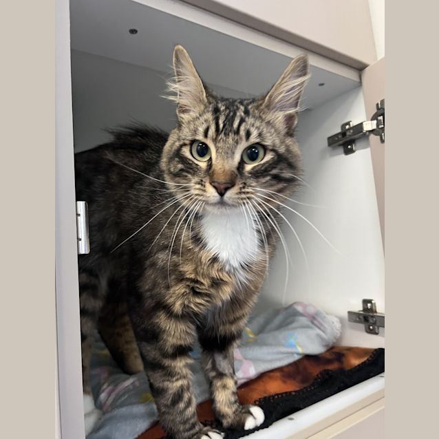 Photo of Huckleberry