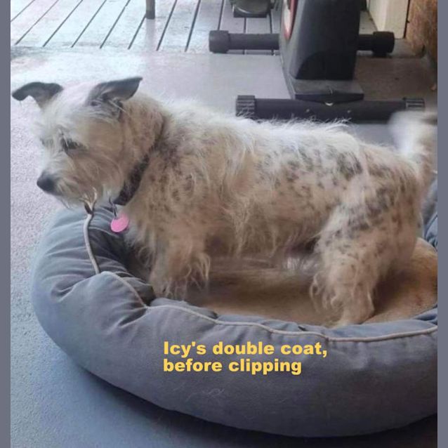 Photo of Icy   10 Year Old Jack Russell Terrier (On Trial)