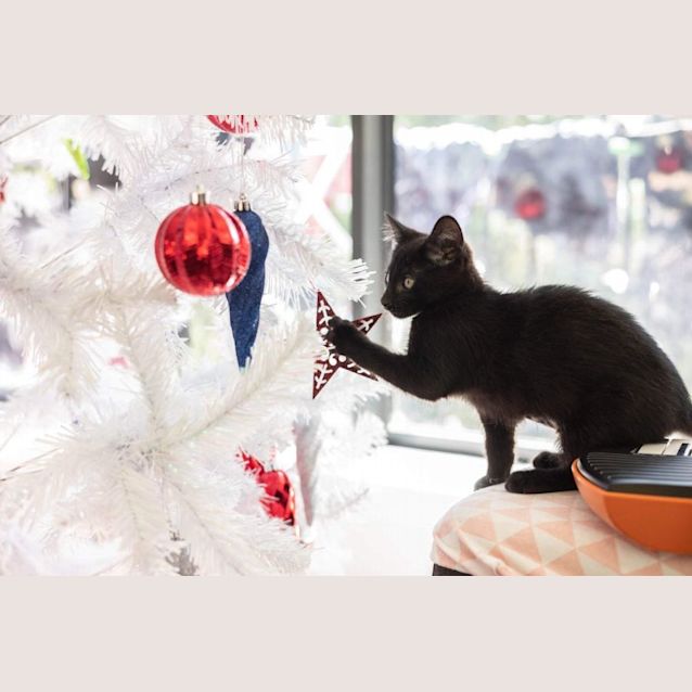 Photo of Diamond 💎 