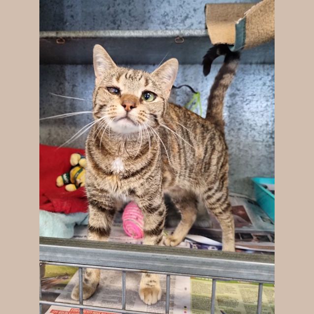 Photo of Cadbury 