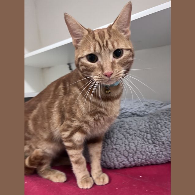 Photo of Stimpy