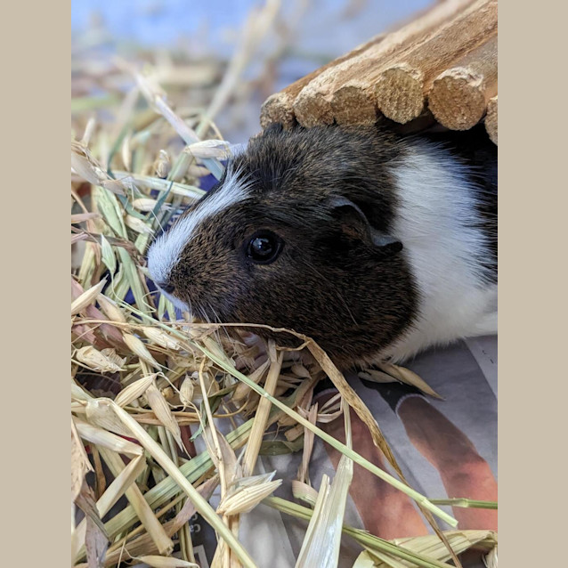 Photo of Frizzle Sizzle