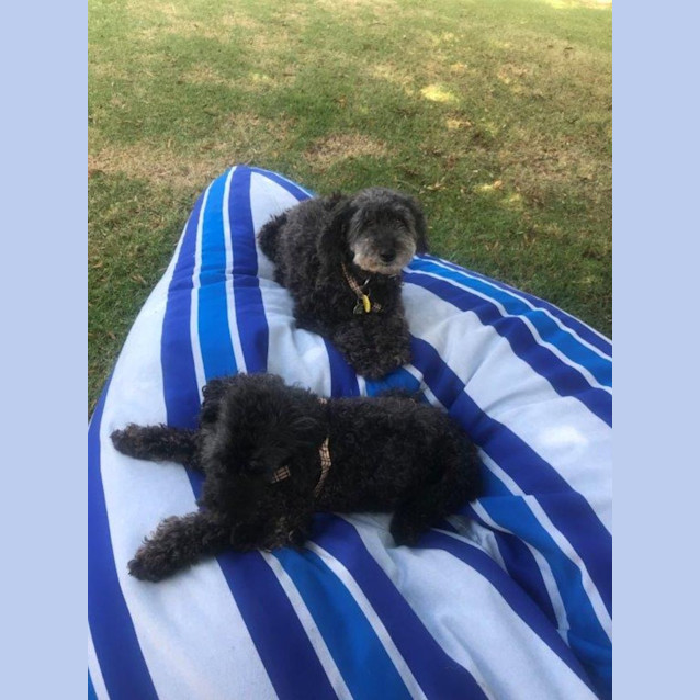 Photo of Molly & Muffin Hadley 