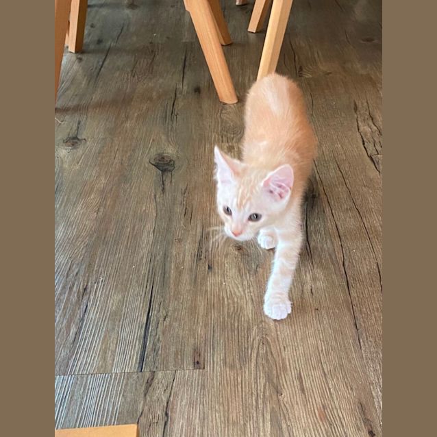 Photo of Pete ~ Meet Me @Pe Tstock Mornington Central 8/1/23