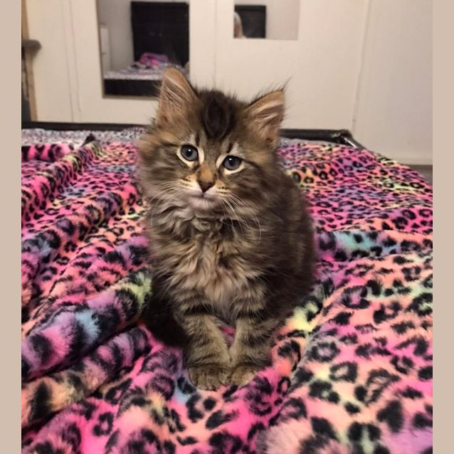 Photo of Bombay Sapphire