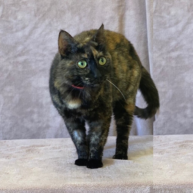 Photo of Skiddy Kitty