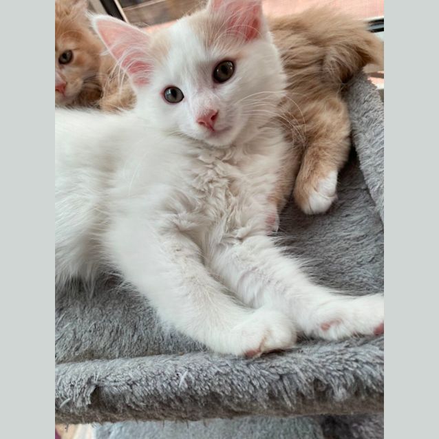 Photo of Pierre ~ Meet @ Pe Tstock Mornington Central 8/1/23