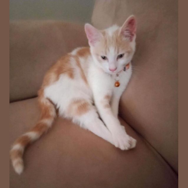 Photo of Peaches