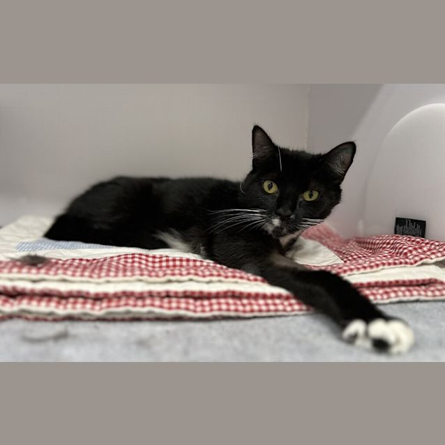 Photo of Delilah