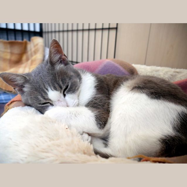 Photo of Catfish Sua010450