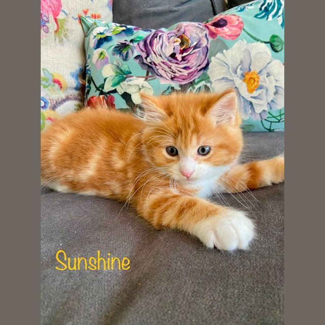Photo of Sunshine