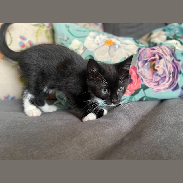 Photo of Midnight