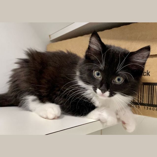 Photo of Pumpkin & Midnight