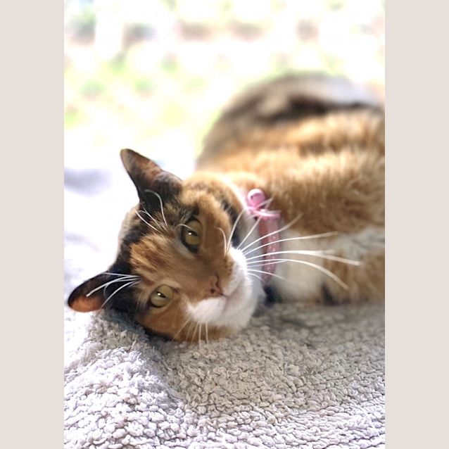 Photo of Calli