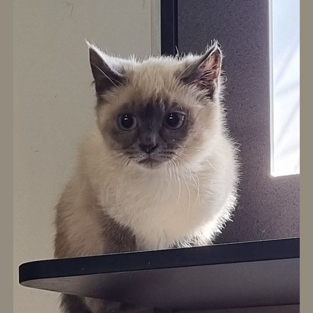Photo of Echo