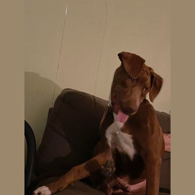 Photo of Maximus Prime