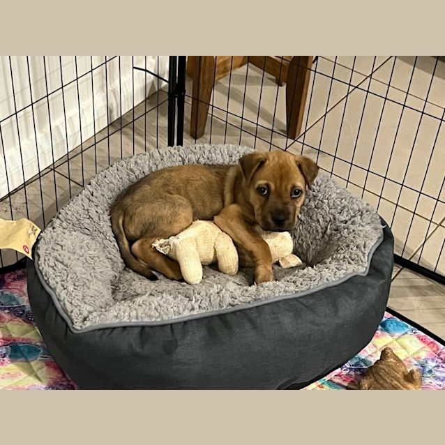 Photo of Oven (Alfie)