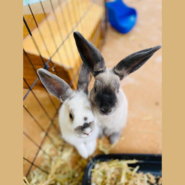 Photo of Andrena And Cassata