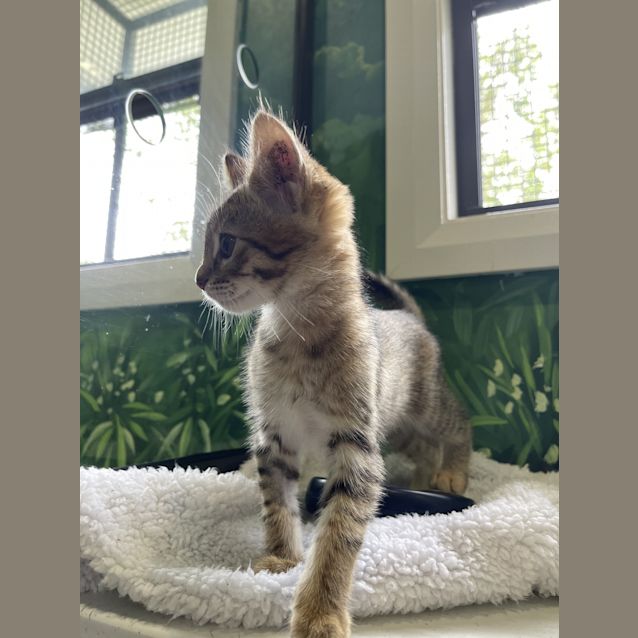 Photo of Pea