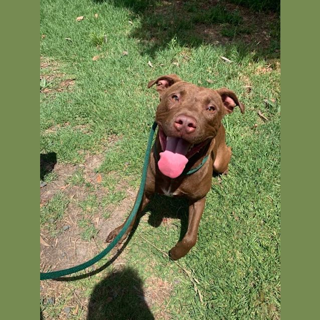Photo of Boomer