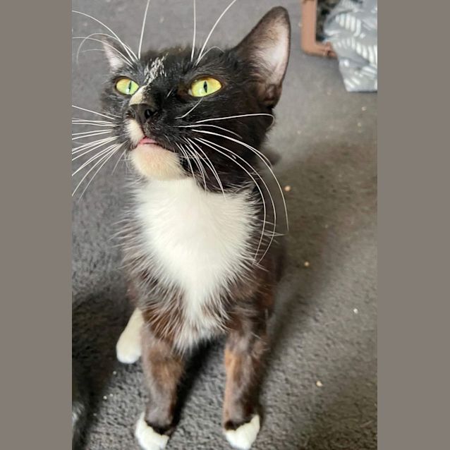Photo of Peaches   Located In Preston