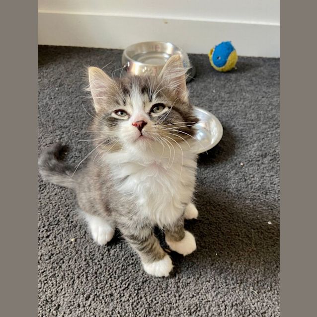 Photo of Ollie   Located In Preston