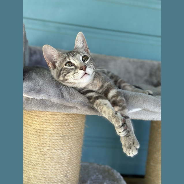 Photo of Whisp