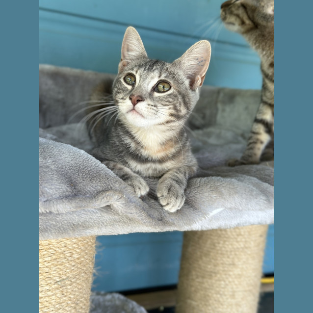 Photo of Whisp