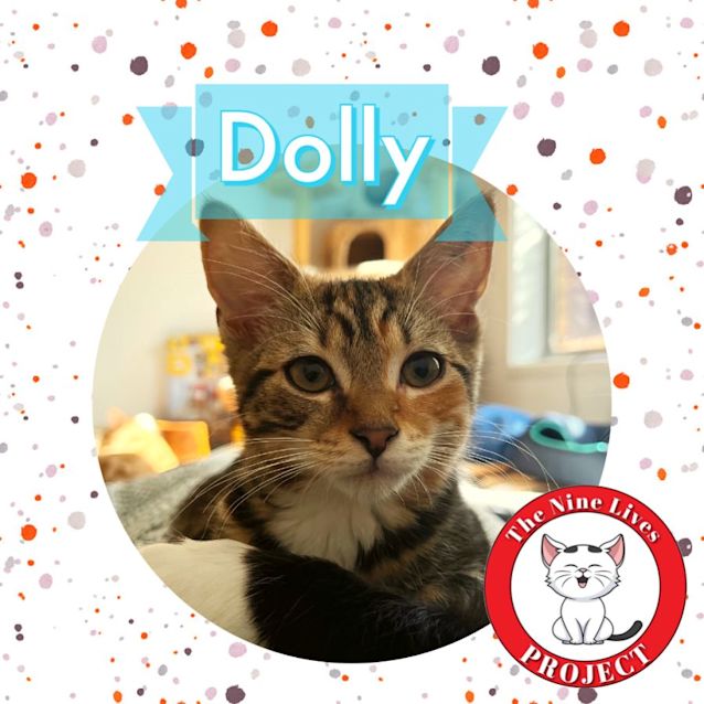 Photo of Dolly *9 Lives Project Rescue*