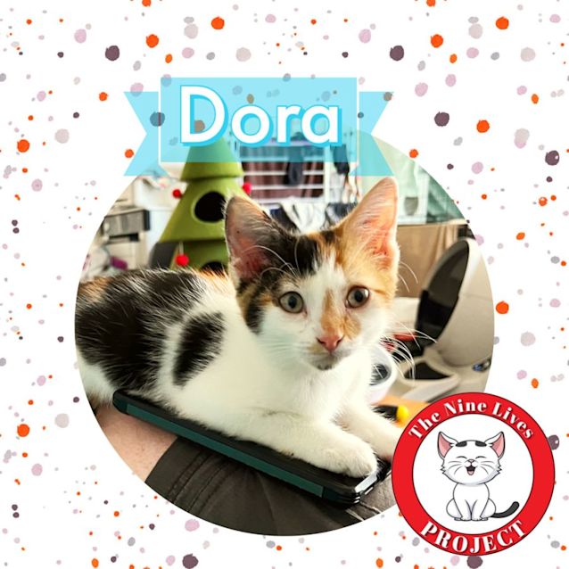 Photo of Dora *9 Lives Project Rescue*