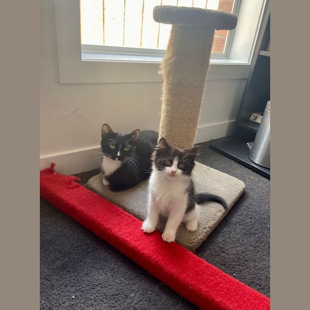 Photo of Alfie   Located In Preston