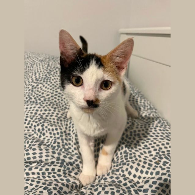 Photo of Judy *9 Lives Project Rescue*