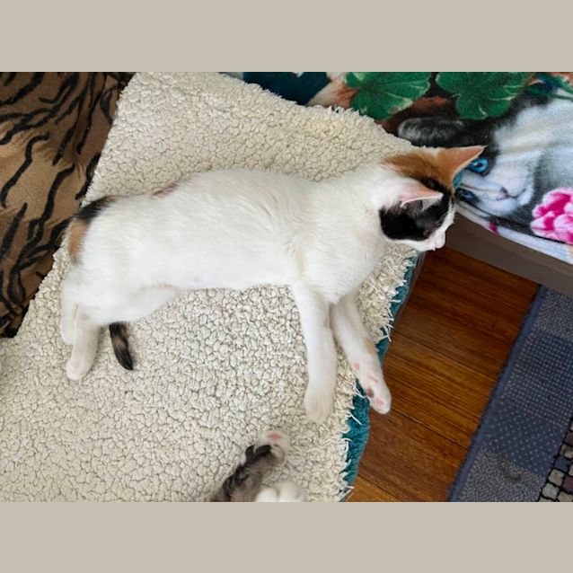 Photo of Judy *9 Lives Project Rescue*