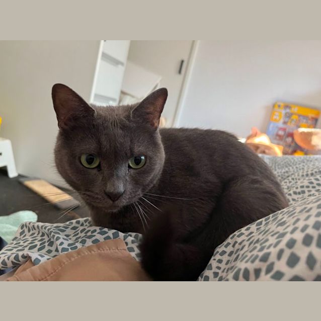 Photo of Ardie Pants *9 Lives Project Rescue*