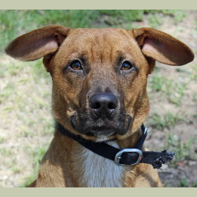 Photo of Chester
