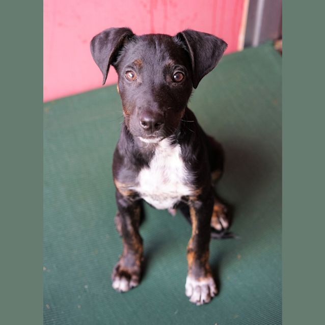 Photo of Archie