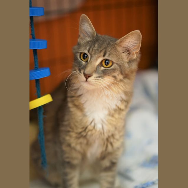 Photo of Silver