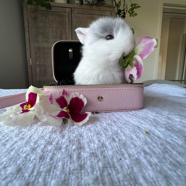 Photo of Jasper Skye 