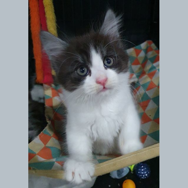 Photo of Kai